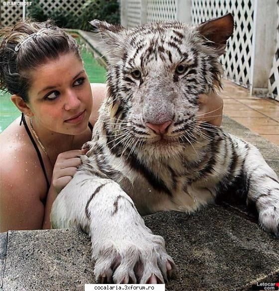 Regina junglei ! - Mai mai ceti mai place sa stai cu regele tau ! - Poze Pitzipoance !